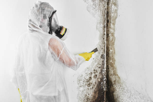 Why You Should Choose Our Mold Remediation Services in Georgetown, KY