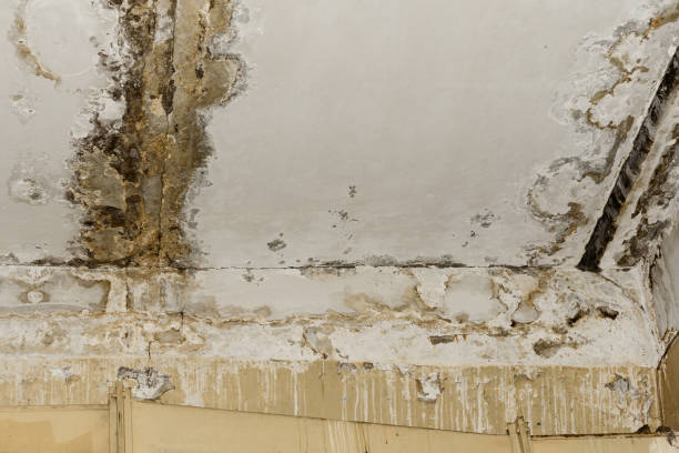 Best Forensic Mold Investigation  in Georgetown, KY